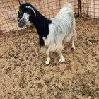 عنز تامه دافع