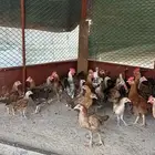 دجاج بلدي