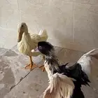 بطه سعودي و مصري