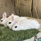 طقم ارانب قزمية هوتوت
