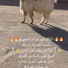 تيس شامي فاخر