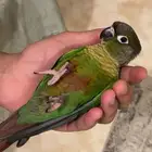 ببغاء الكنيور اليف