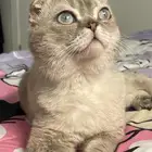 سكوتش للتزاوج