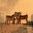 تيوس جنوبيه مقفله شحم