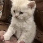 قطط صغيره سكوتش