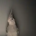 كروان انثى هولنديه اليفه