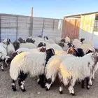 خرفان نعيم فل شحم انضاف