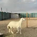 مشروع فحل صنف الصنف