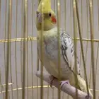 كروان للبيع