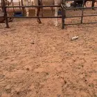 ناقه مبيوع ولدها قبل شهر مشروطه من الحيال وعلى الفحص