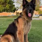 كلب جيرمن شيبرد شولاين