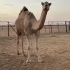 بكره ثنيه طيبه للبيع