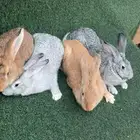 عرض على ارانب الفلاندر الاماني