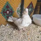 زوج كشكشي