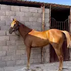 حصان سباقات