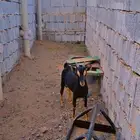 مكه