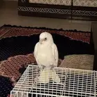 كوكاتو قوفين او جوفين