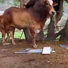 ثور