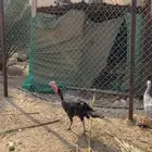 طقم دجاج رومي