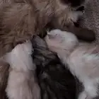 بيع قطط هملايا