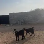 جفار