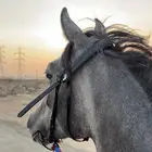 مهر شعبي كفو