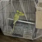 عصافير الحب