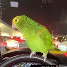 ببغاء امازوني دبل يلو هد مفقود