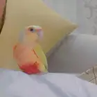 انثى كنيور صن شك