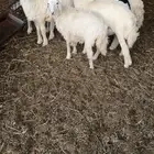 للبيع طليان