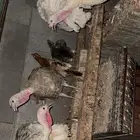 دجاج رومي