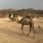 قعود عمره 5شهور