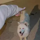 هاسكي أنثى العمر سنه وشهرين اللون ابيض كامل العيون نادره