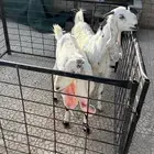 معزا طيبات دفيع سونار ثلاث شهور و فوق