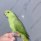 ببغاء درة