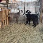 ذبايح