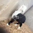 رخله ضحيه