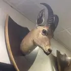 غزالان للبيع