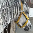 فرس البيع شعبيه