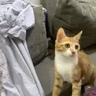 قطه للتبني