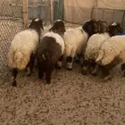 بهم نعيم