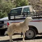 فحل حري صنف الصنف جرم هايل ونادر ينعرض مثله