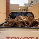 حطب مشمش