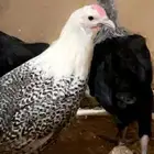 دجاج فيومي وبلدي