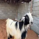 للبيع فحل اصمع