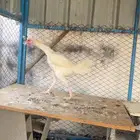 دجاج بكستاني سندي