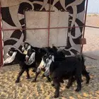 العدد 5 جفرات عوارض