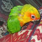 فرخ صن كنيور