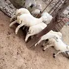 خرفان بلدي للبيع