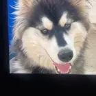 هاسكي للبيع